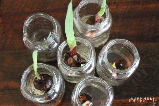how-to-force-flower-bulbs-4