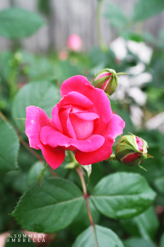 rose-pruning4
