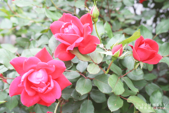 rose-pruning5
